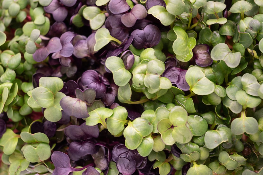 Close-up of Microgreens Leaves