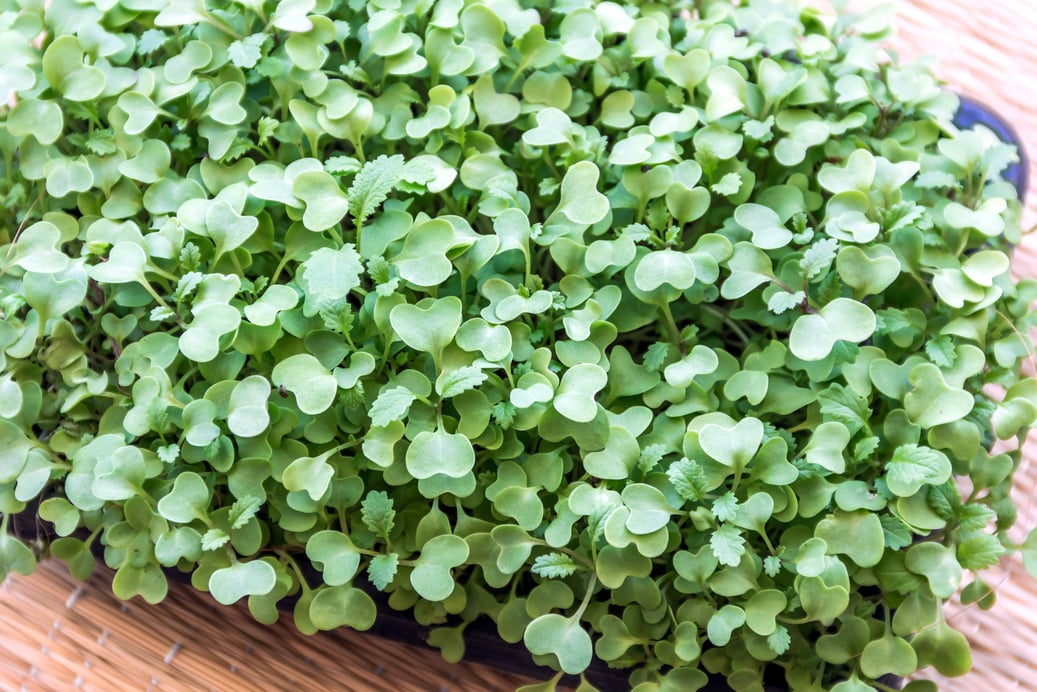 Mustard Microgreens