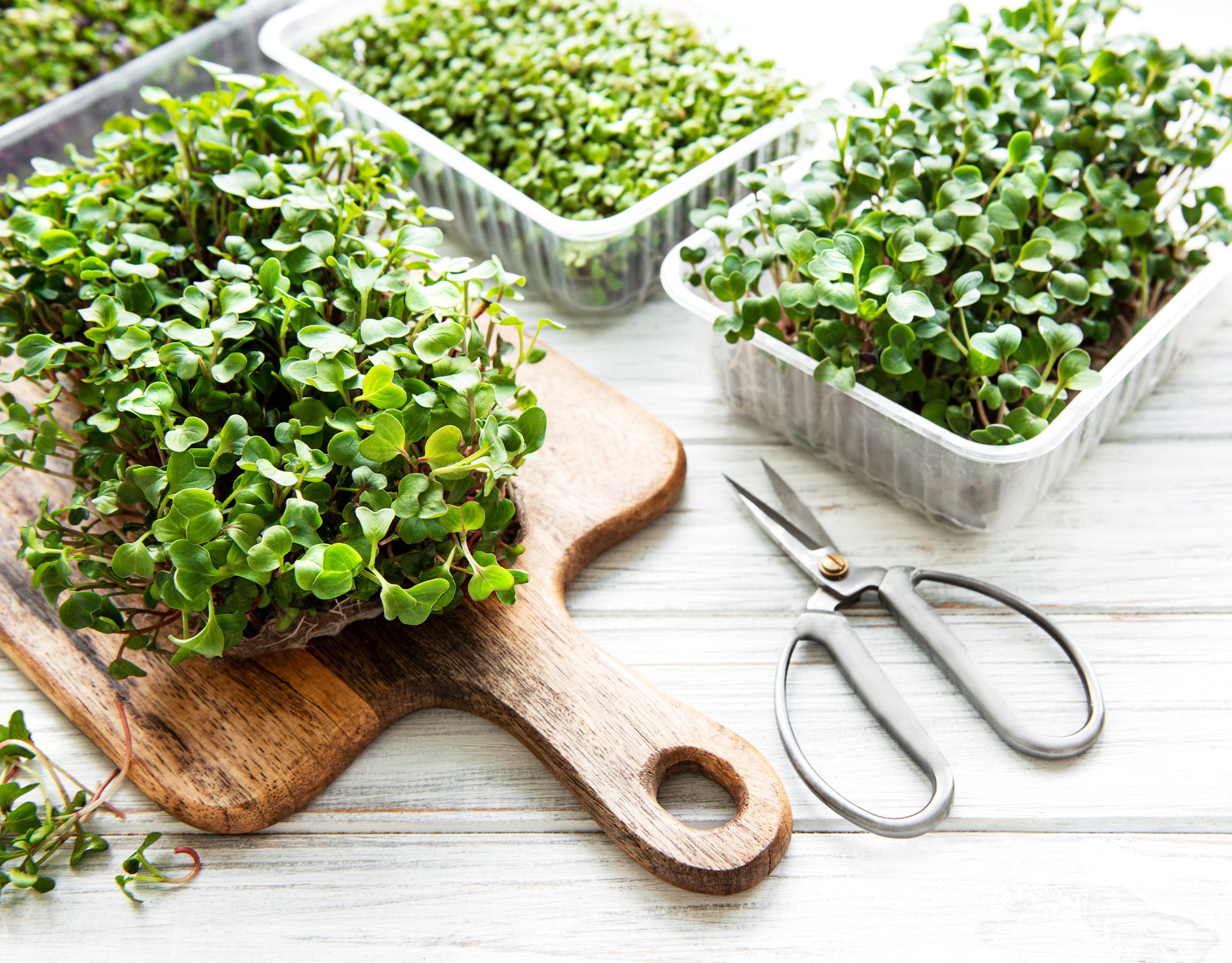 Red radish microgreens