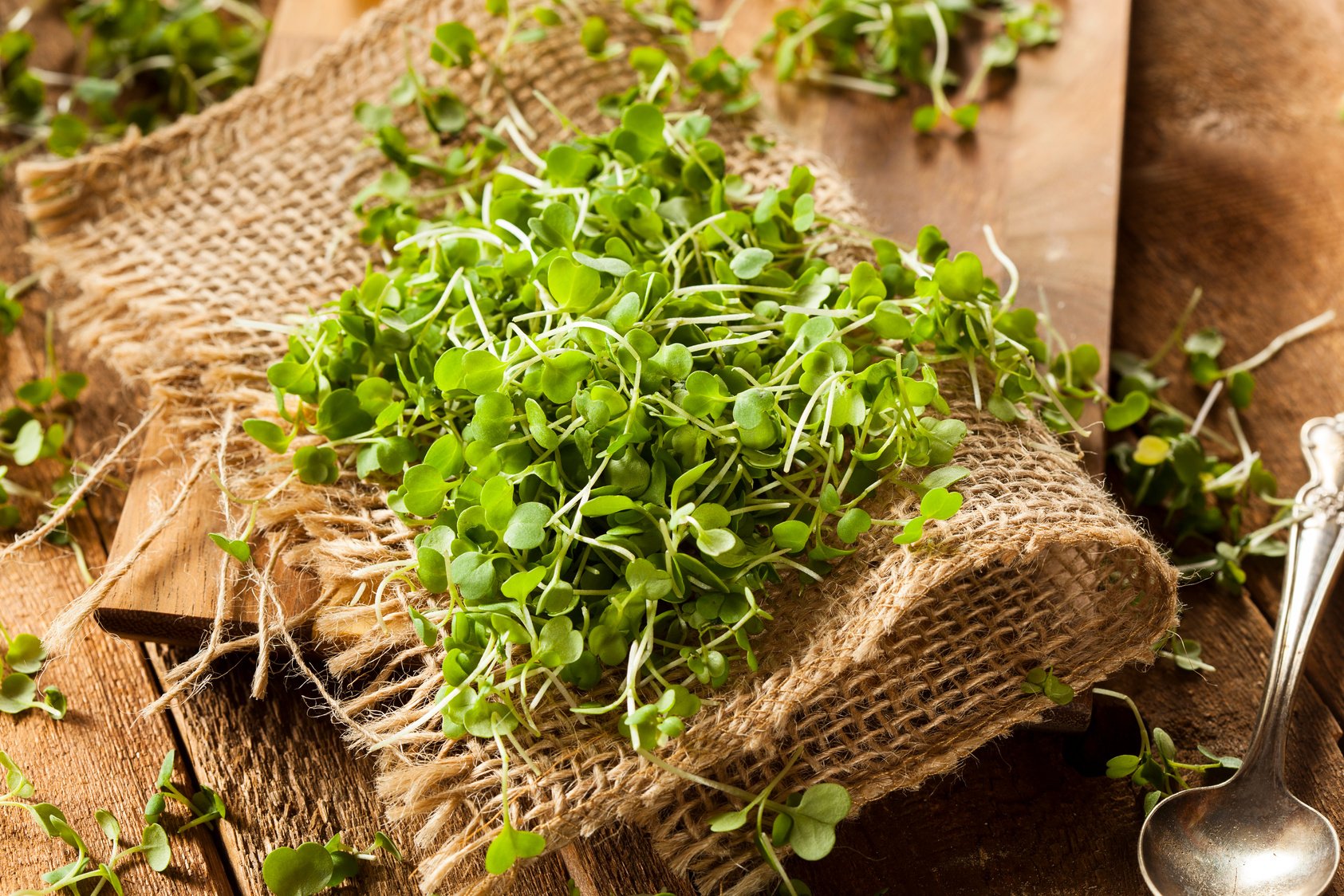 Raw Green Arugula Microgreens