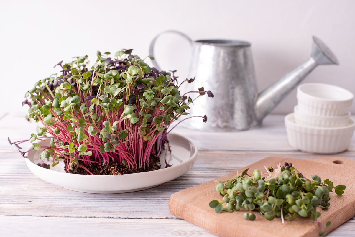 Sprouting Radish Microgreens